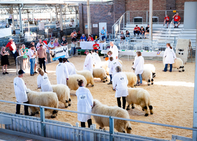 Valais Blacknose Sheep - The Cutest Sheep in the World - Valais Iowa
